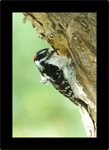 Canada, Alberta, Lethbridge Downy Woodpecker Picoides pubescens excavating nest