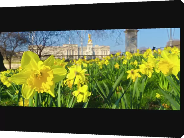 Buckingham Palace with Daffodils in Spring