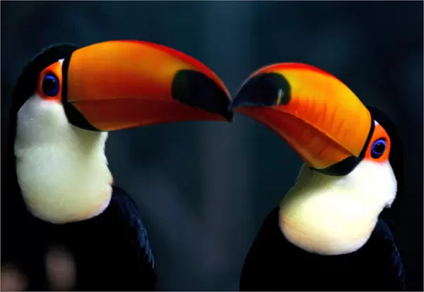 Toucans rest inside a cage in Beijing