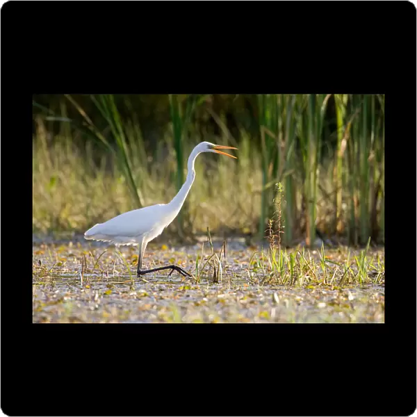 Great egret walks in a lake near the village of Karpavichi