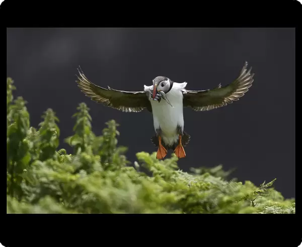 A Puffin jumps into its burrow with a mouthful of sea eels to feed its chick on Skomer Island