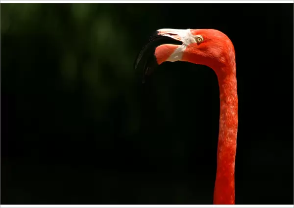 A Caribbean Flamingo looks out from his pond area at the San Diego Zoo