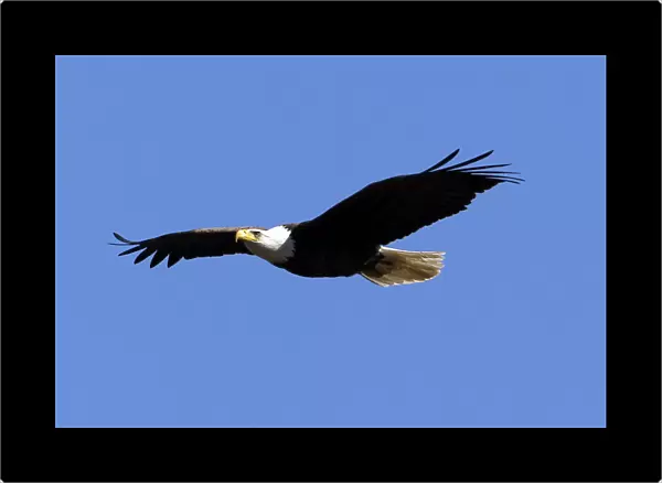 A bald eagle flies over the tree tops in West Newbury
