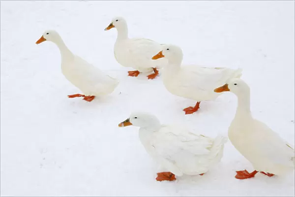 Aylesbury ducks walk on a frozen pond in Haddenam