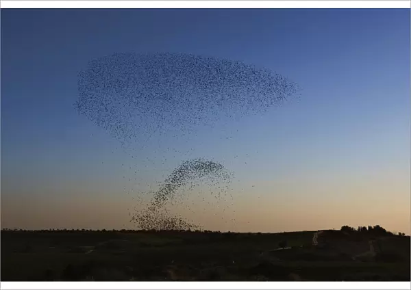 Migrating starlings fly in a formation near Rahat