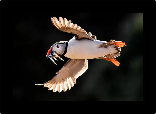 An Atlantic puffin flies with sand eels in its beak in the late evening light on the