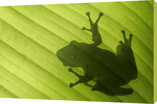 The shadow of a frog is seen on a banana leaf at a garden in Kuala Lumpur