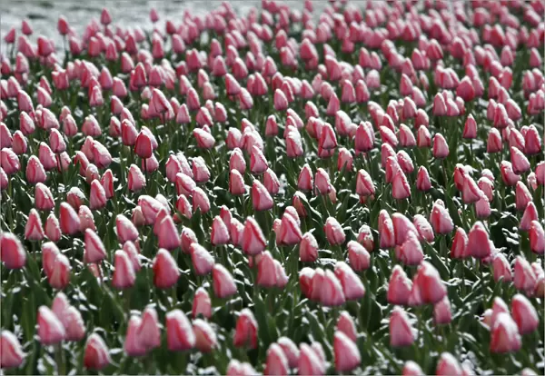 Snow covers tulips blooming in a park near the White House after a rare April snowfall