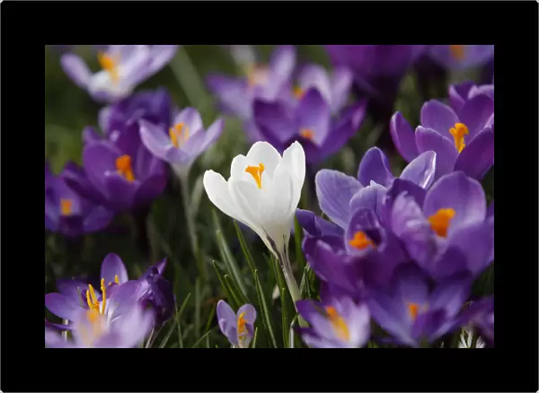 Crocus flowers are pictured in a park in Duesseldorf