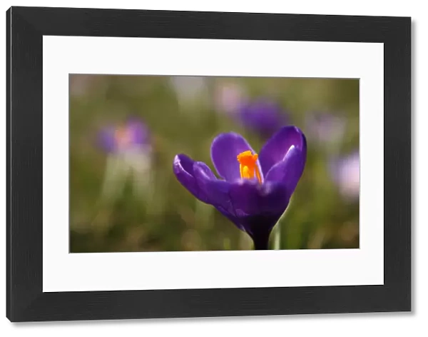 A crocus is pictured in a park in Duesseldorf