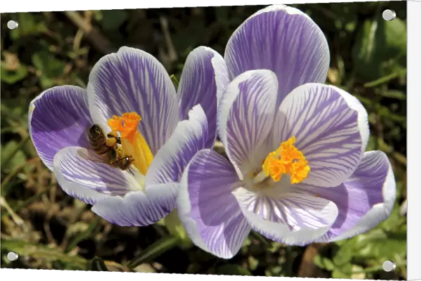 A bee feeds in a crocus on a warm day in the Botanical Garden in Geneva