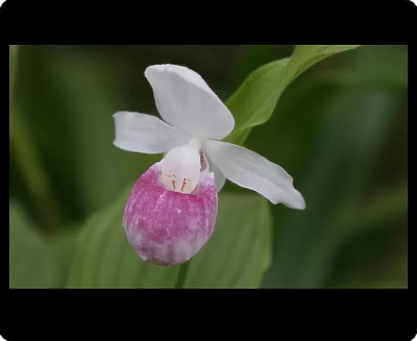 The Cypripedium Reginae lady slipper orchid is seen displayed at the Chelsea Flower
