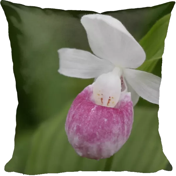 The Cypripedium Reginae lady slipper orchid is seen displayed at the Chelsea Flower