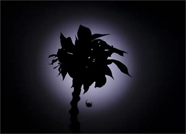 A spider hanging by its web on a flower is silhouetted against the full moon after