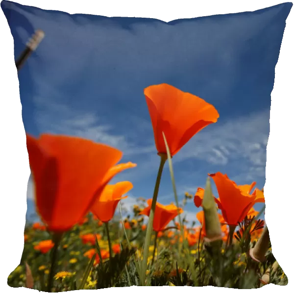 Poppies are pictured at the Antelope Valley California Poppy Reserve in Lancaster