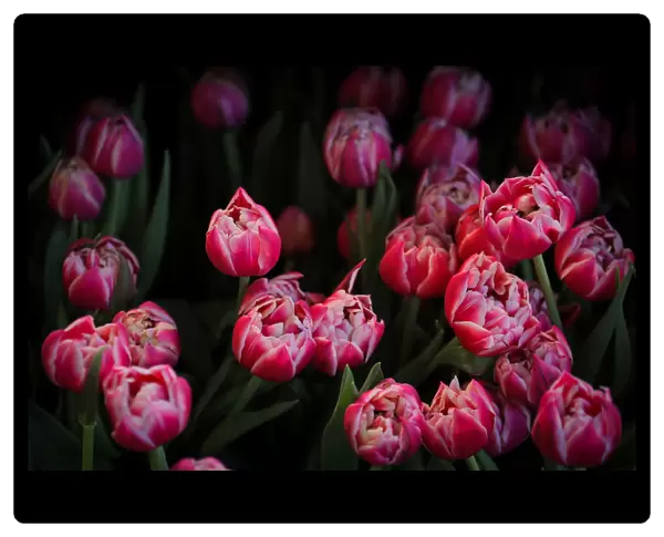 Tulips are displayed at the Dutch Ambassadors residence during the Tulip Days celebration