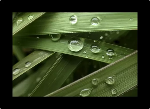 Raindrops are seen on leaves at a river bank in Tokyo