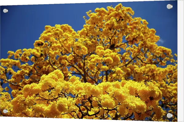 Araguaney tree, also known as Tabebuia chrysantha or Yellow Ipe, in Caracas