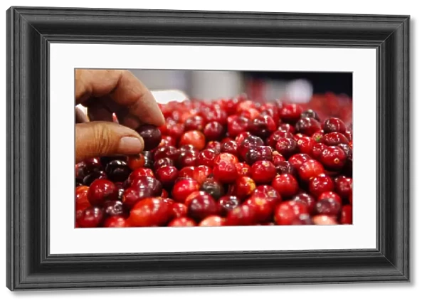 Harvested cranberries are processed at Atoka farms in Manseau, Canada