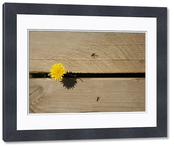 A yellow daisy is pictured in Zahara de los Atunes
