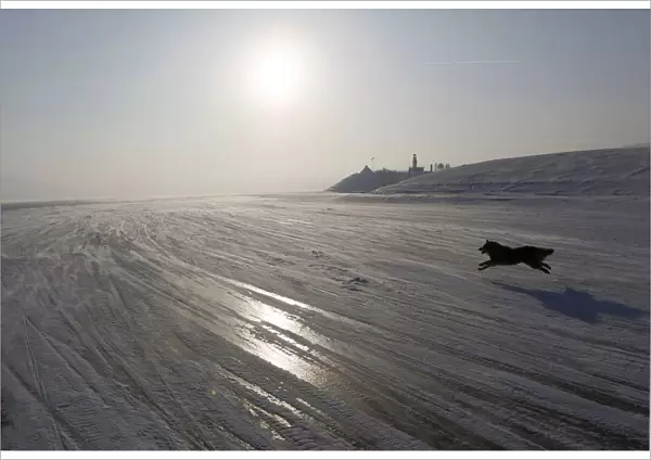 A dog runs on the frozen surface of Yenisei River in Taiga area, outside Krasnoyarsk
