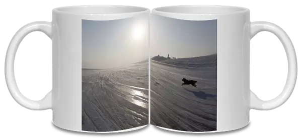 A dog runs on the frozen surface of Yenisei River in Taiga area, outside Krasnoyarsk