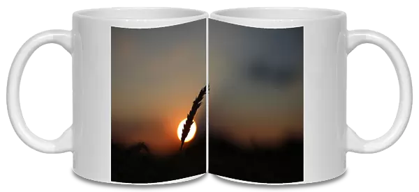 A stalk of soft red winter wheat is seen against the setting sun in Dixon, Illinois