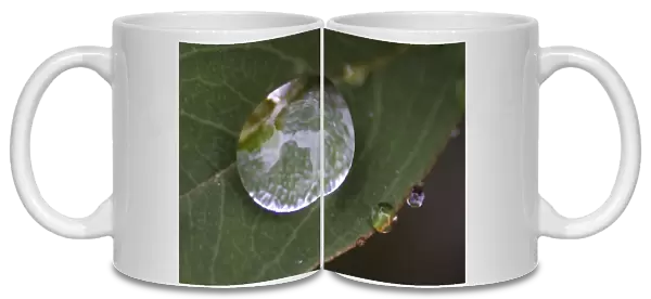Trees are reflected on a raindrop on a leaf at a park near the venue of the 10th Conference