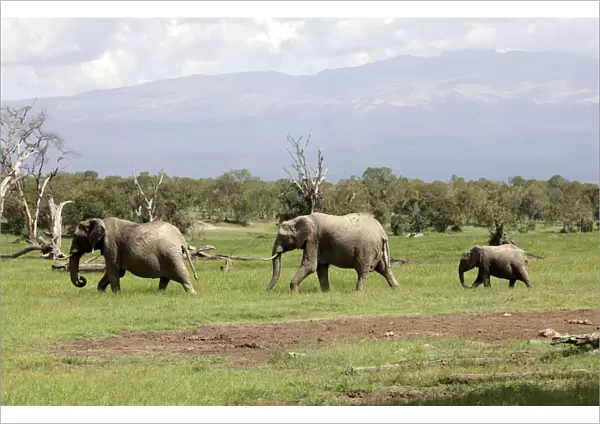 A family of elephants walk at the Ol Pejeta wildlife conservancy near Nanyuki town