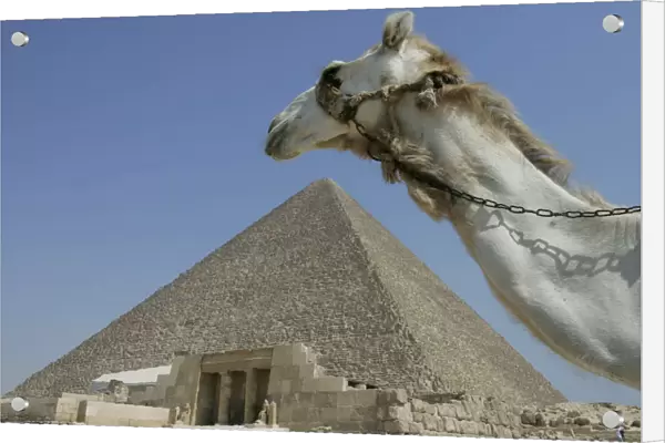 A camel passes in front of the Pyramids at Giza in Egypt