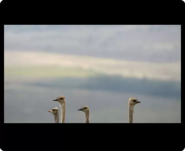 A group of ostriches wander around at the Lionsrock Big Cat Sanctuary near Bethlehem