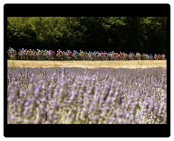 The pack of riders cycles past lavender fields during the 14th stage of the 93rd Tour