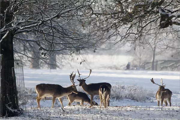 Deer stand in the snow at Dunham Massey park in Cheshire