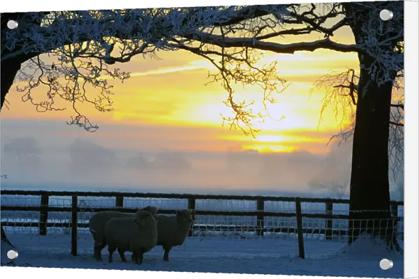Sheep stand in a snow covered field in Burton Grange