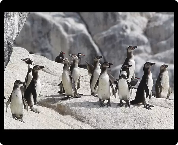 Humboldt penguins are seen at Isla de Asia