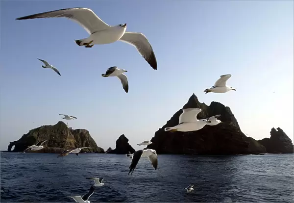Seagulls soar in the sky near Dokdo islets