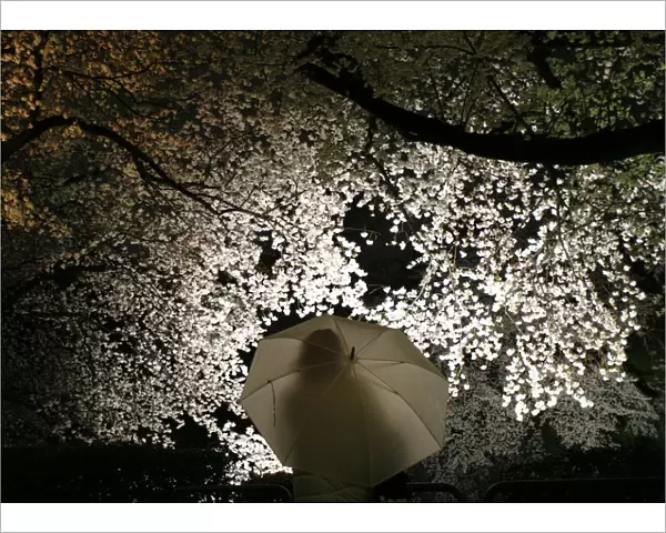 Visitor looks at illuminated cherry blossoms along the Imperial Palace moats in Tokyo