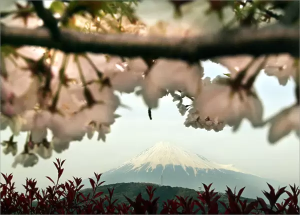 BEST QUALITY AVAILABLE JAPANs MOUNT FUJI IS SEEN BEHIND BLOOMING CHERRY BLOSSOMS IN FUJI