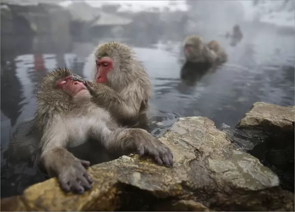 Japanese Macaques groom each other in a hot spring at a snow-covered valley in Yamanouchi