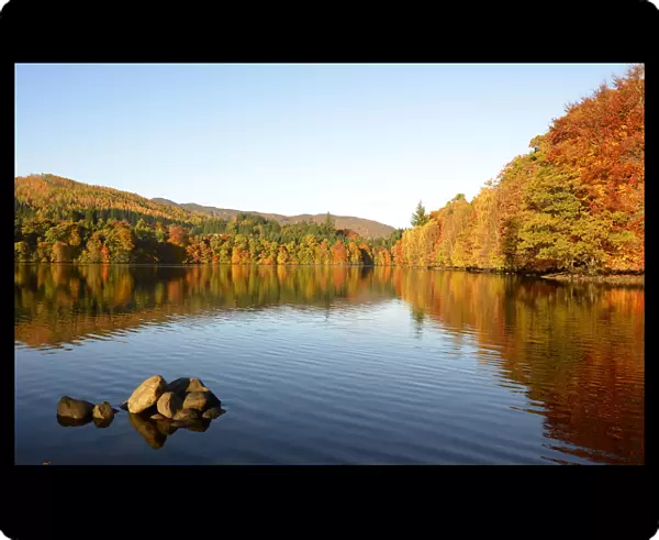 Autumn trees are reflected in the water of Faskally Loch near Pitlochry, Scotland