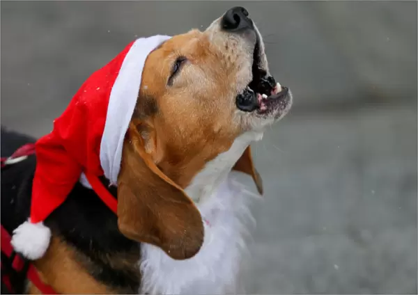 A dog dressed in Santa Claus costumes take part in the Santa Claus Run in Budapest