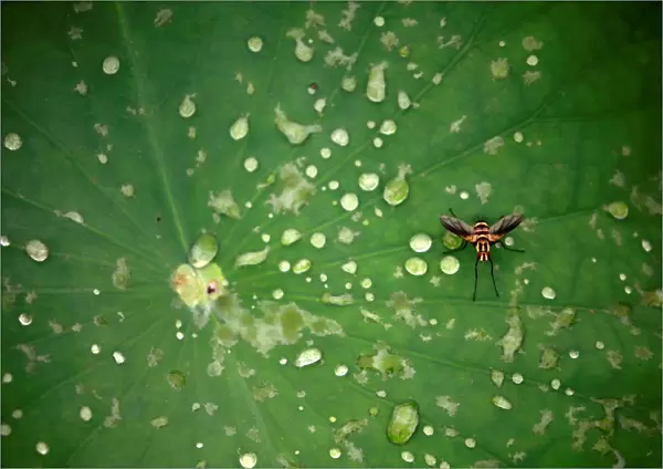 An insect is pictured on the leaf of a lotus after the rain at a pond in Lalitpur