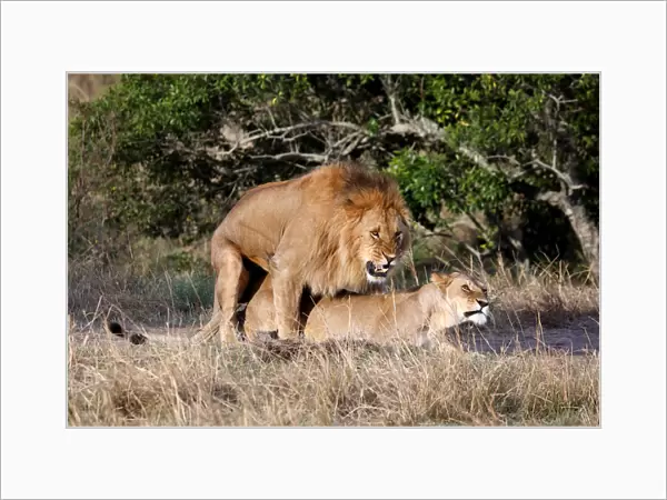 Lions mate in the Msai Mara National Reserve