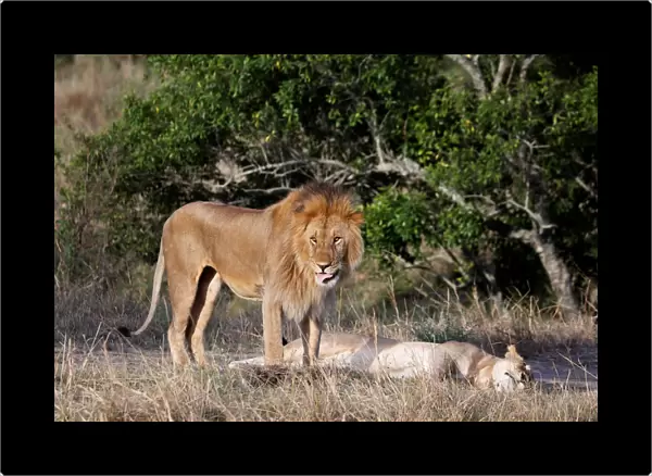 A male lion stands over a female after mating in the Msai Mara National Reserve