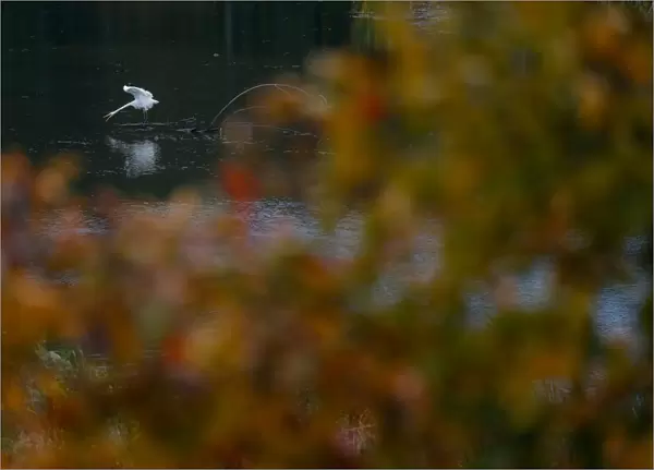 An egret hunts in a Svisloch river as autumn colours are seen on foliage in Minsk