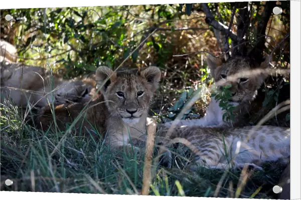 Lion cubs are seen in the bush in the Msai Mara National Reser