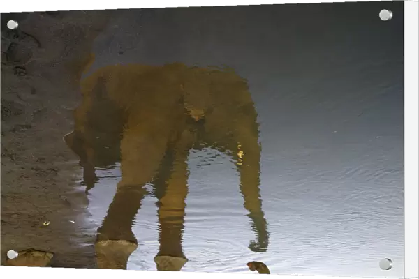 An elephant is reflected in the water as it drinks from the Rapti River at Sauraha
