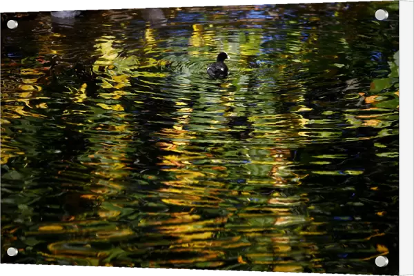 Autumnal colours are reflected in the lake in St Jamess Park, in central London