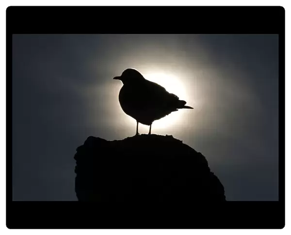 A silhouetted seagull stands on top of a statue at the Royal Lazienki Park in Warsaw