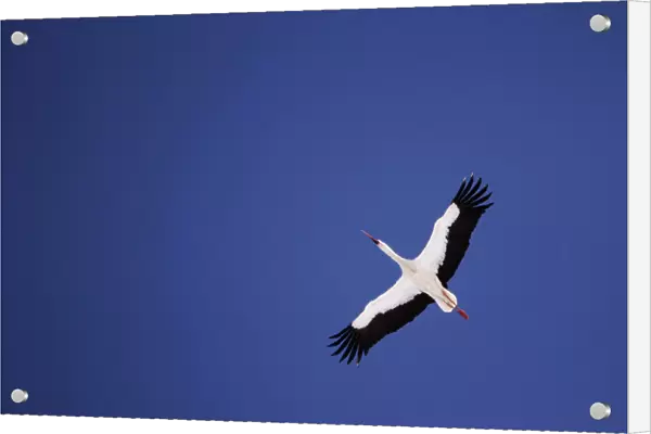 A white stork flies over the snow covered marsh Elnya